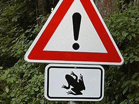Внимание жабы! Фото: photo.knedlik.ru (с)