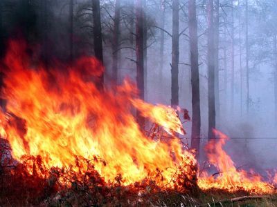 Лесной пожар. Фото: news.mail.ru