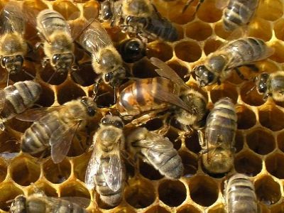Пчелы. Источник - http://zolotayaphelka.com/
