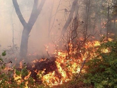 Лесной пожар под Геленджиком. Фото: пресс-служба администрации Геленджика