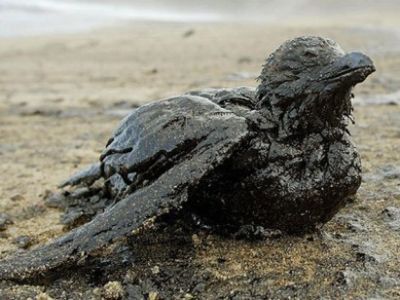 Птица в нефти. Фото: beon.ru
