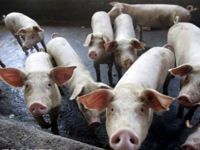 Африканская чума свиней. Фото: EPA.