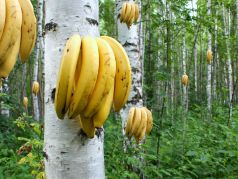 Бананы- плоды березы. Источник фото: akspic.ru