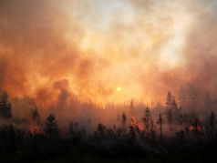 Лесные пожары. Фото: Светлана Павлова/ТАСС