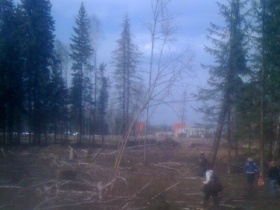 Вырубка леса возле Шереметьево. Фото Ярослава Никитенко