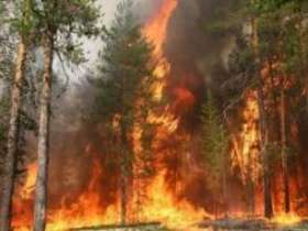 Лесной пожар. Фото с сайта aif.ru